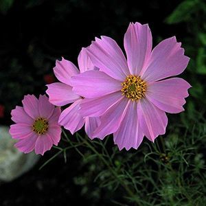 Meet your Posher, Barbara